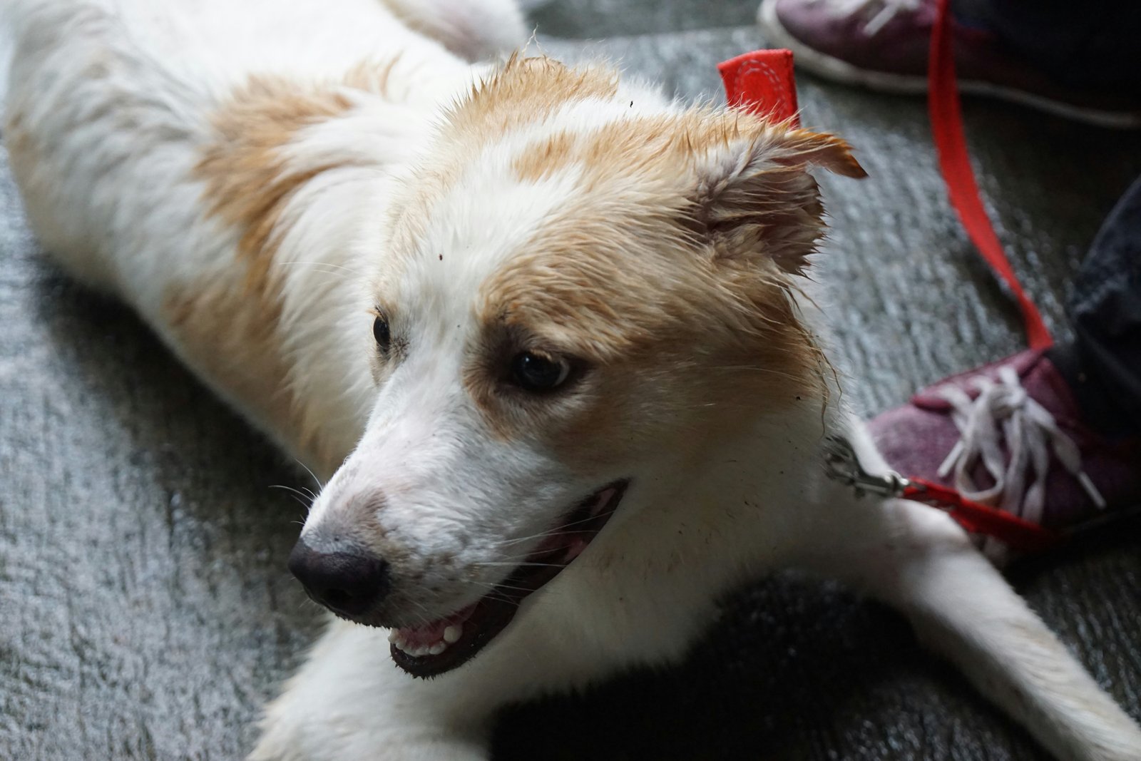 Veterinary care for rescued dogs