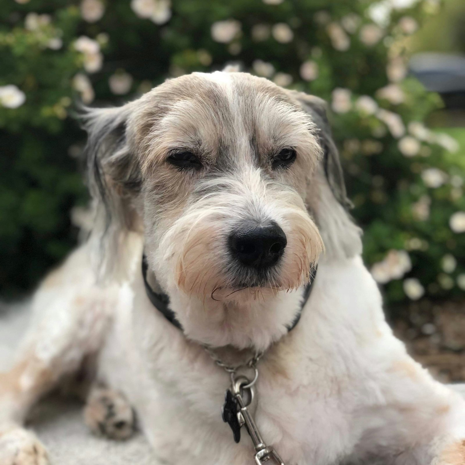 Rescue story